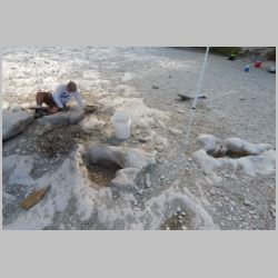 DSCN0156cr Phil Scoggins cleaning adult sauropod tracks.jpg